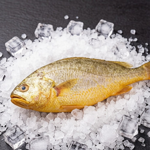 Golden yellow croaker resting on crushed ice